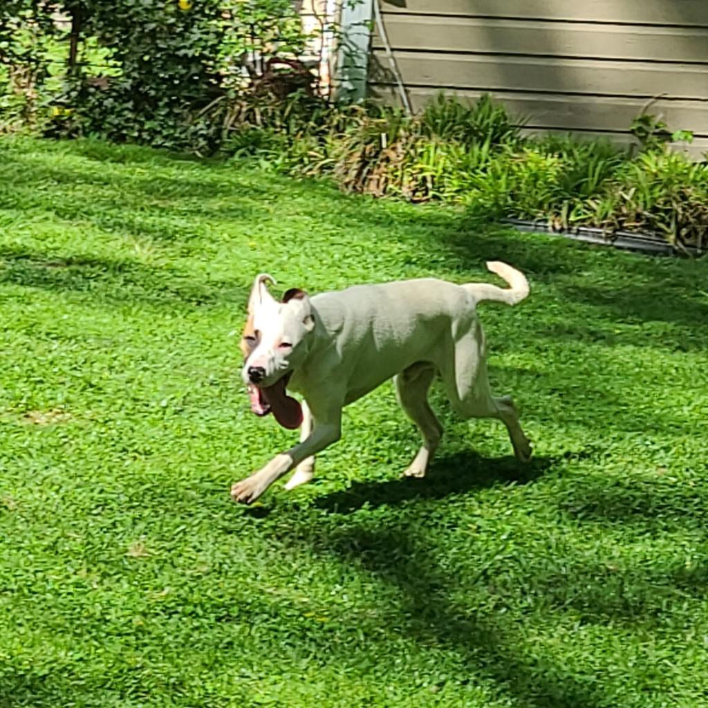 Enlarge Tylen, a Adoptable mixed breed in La Plata, MD image 4/5