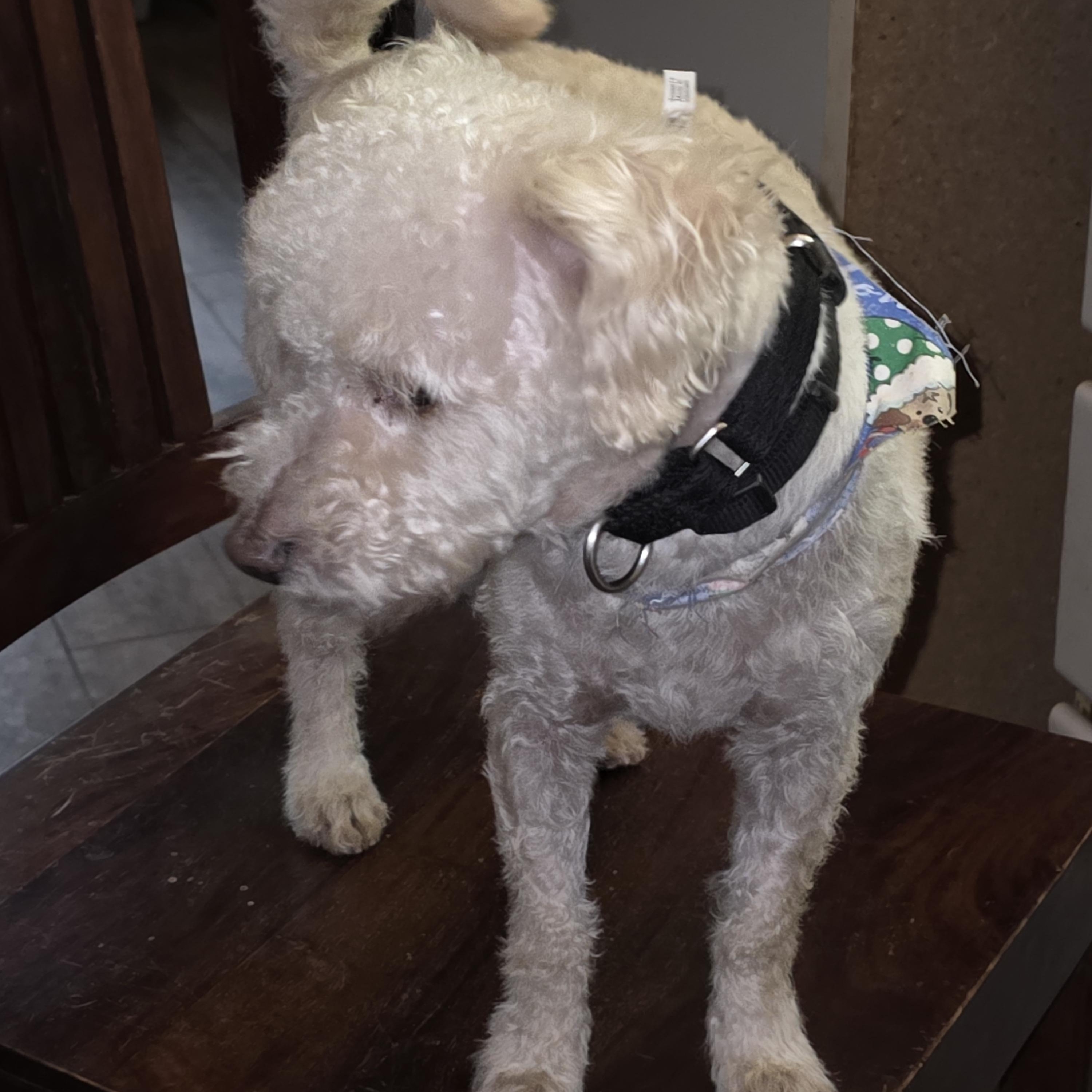 Enlarge Bruno, a hold mixed breed in AUBURN, WA image 1/2