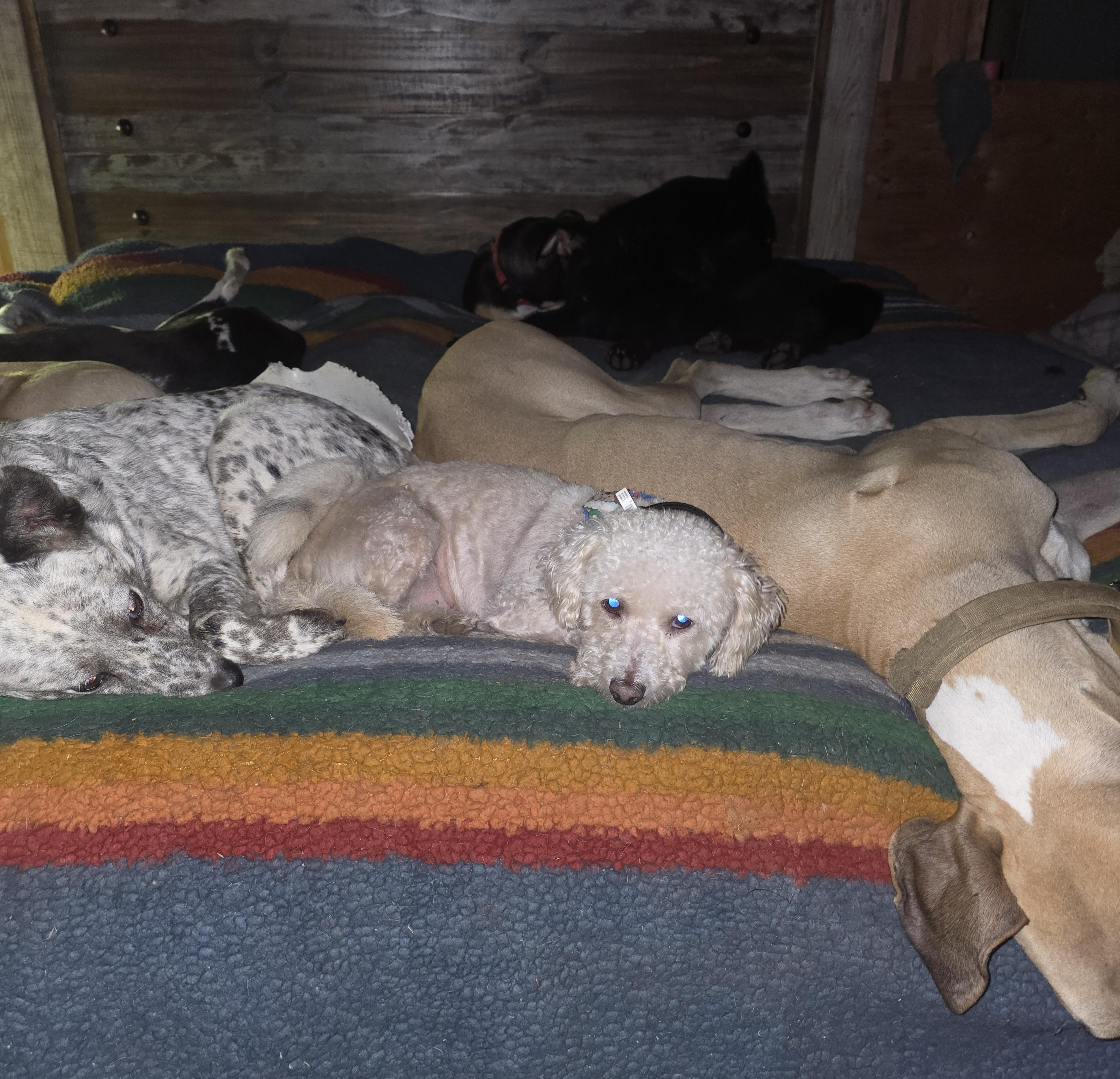 Enlarge Bruno, a hold mixed breed in AUBURN, WA image 2/2