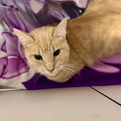 Nicky, a ADOPTABLE Domestic Short Hair in Hilliard, OH image 1/2