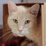 Nicky, a ADOPTABLE Domestic Short Hair in Hilliard, OH image 2/2