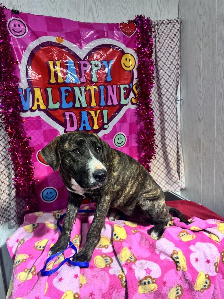 Enlarge Anna, a Adoptable mixed breed in Opelousas, LA image 1/3