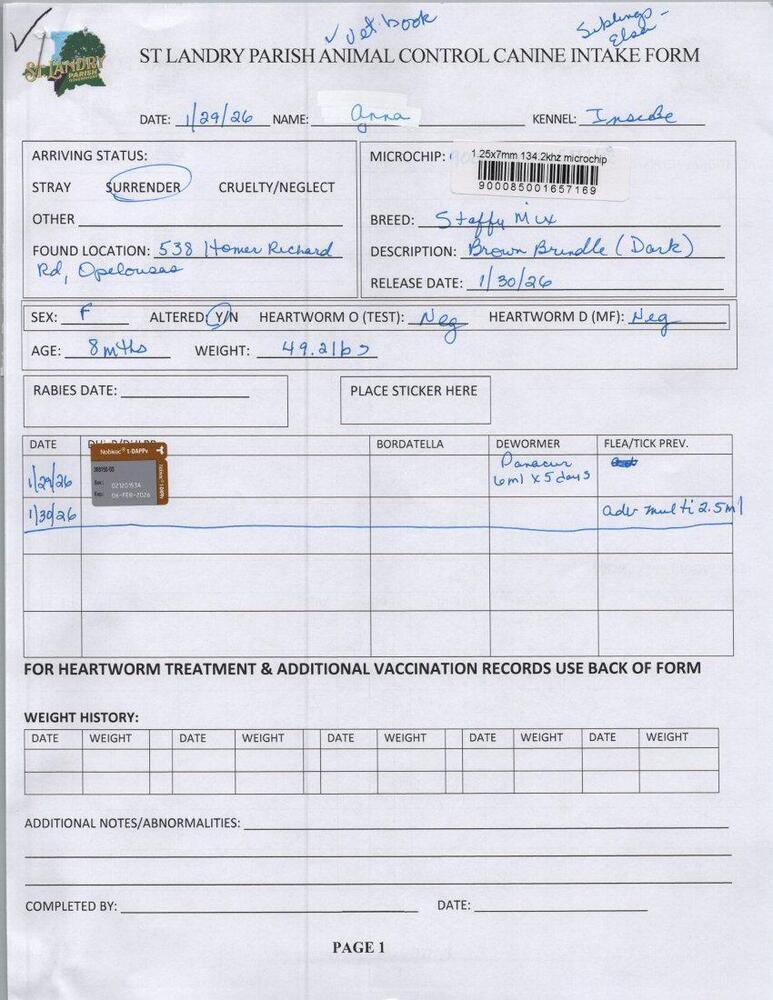 Enlarge Anna, a Adoptable mixed breed in Opelousas, LA image 2/3