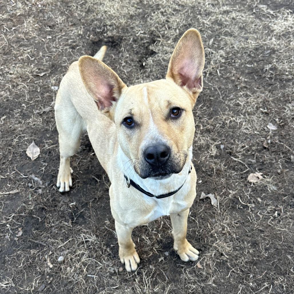 Sandy, Adoptable, Young Female Bull Terrier & Mixed Breed.