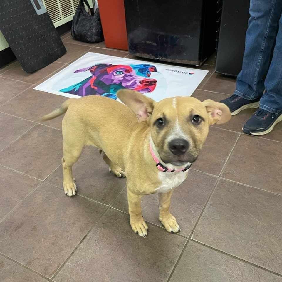 Enlarge Sandy, a Adoptable mixed breed in Wadena, MN image 2/2