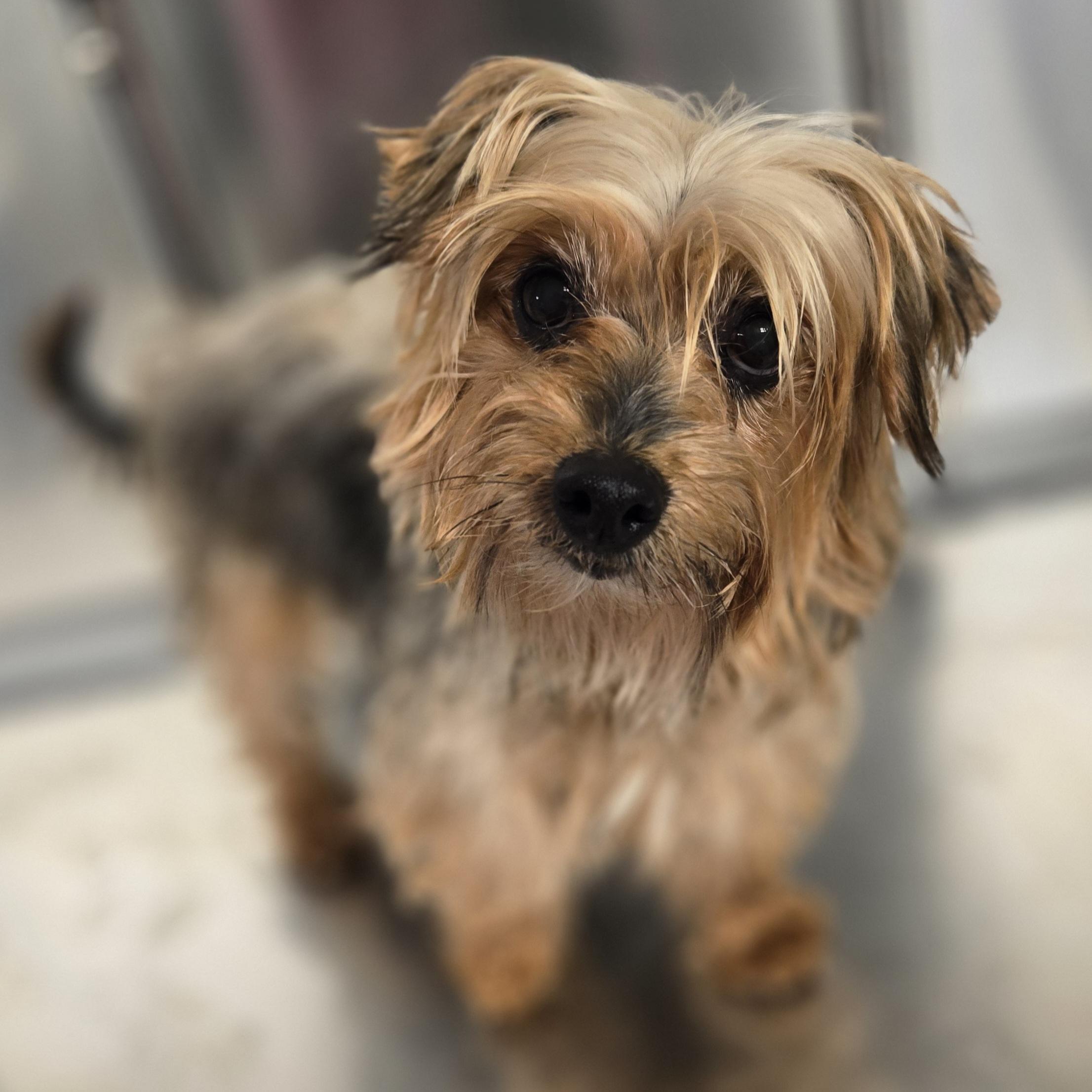 Ruthie, an adopted Yorkshire Terrier in Normal, IL image 3/4