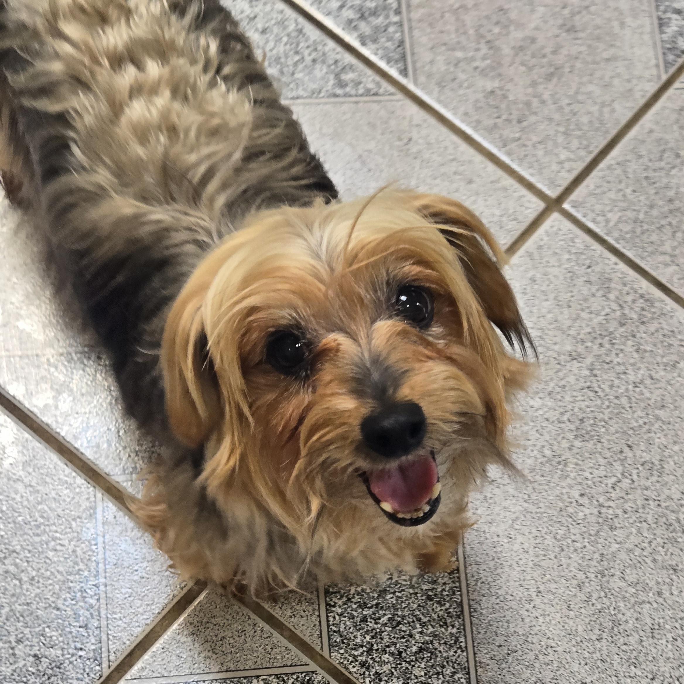 Ruthie, an adopted Yorkshire Terrier in Normal, IL image 2/4