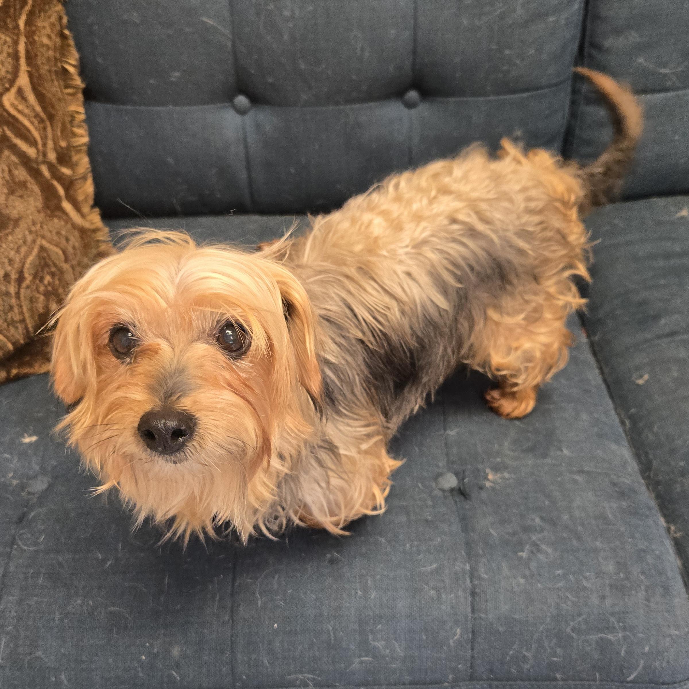 Ruthie, an adopted Yorkshire Terrier in Normal, IL image 4/4