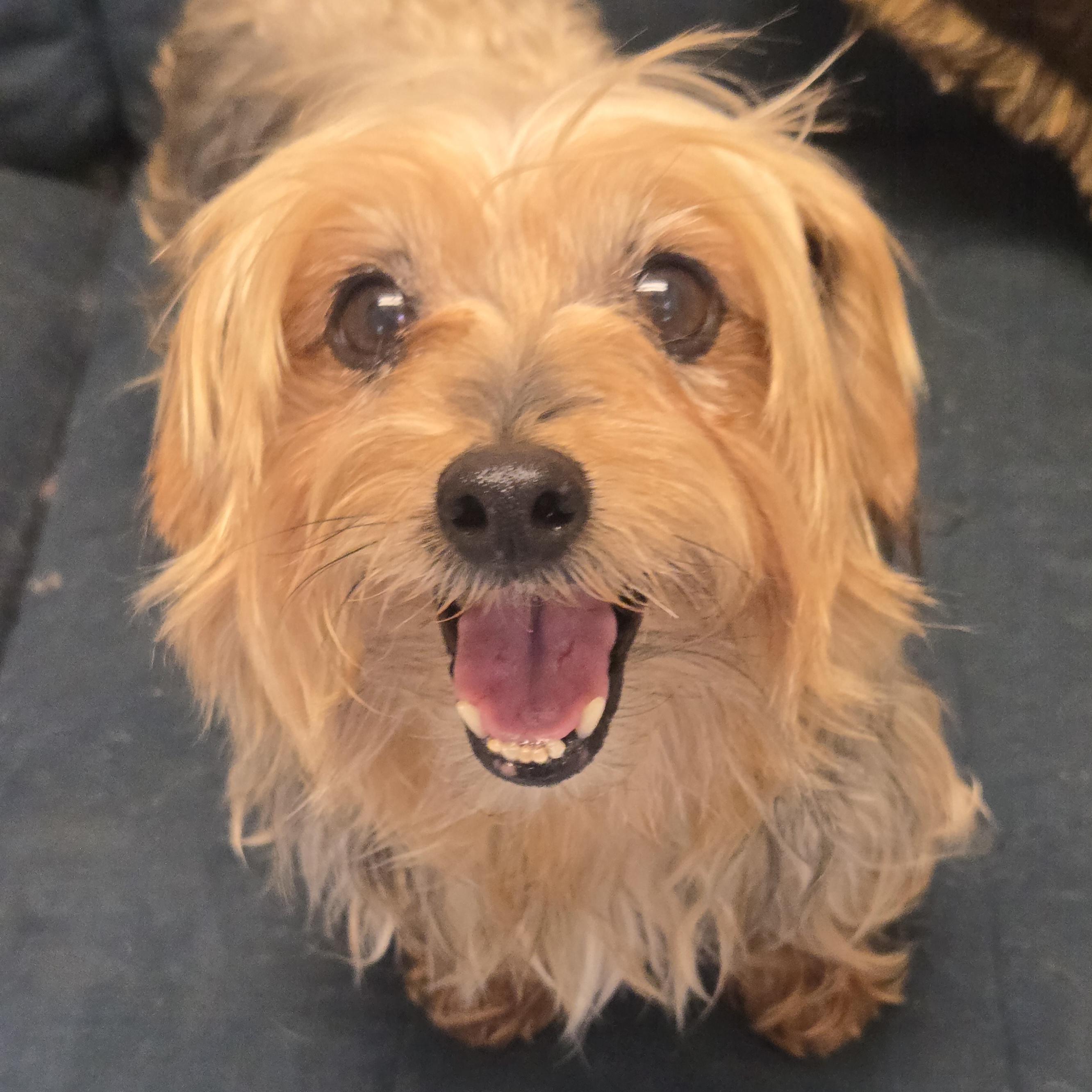 Ruthie, adopted, Adult Female Yorkshire Terrier.