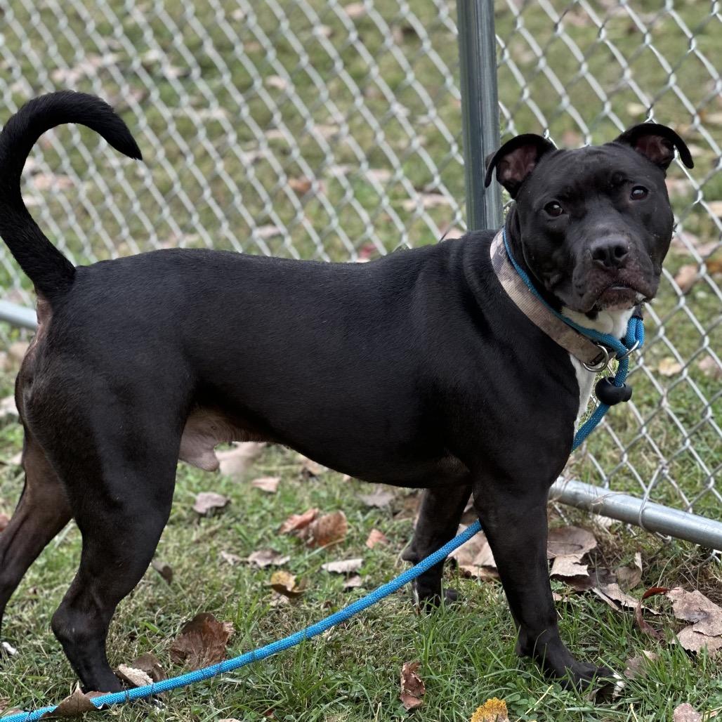 Scrappy, a Adoptable Pit Bull Terrier in Warrensburg, MO image 1/2