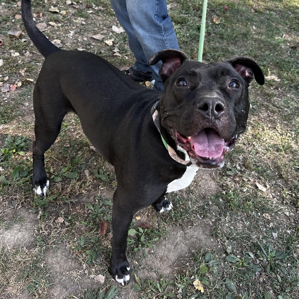 Enlarge Scrappy, a Adoptable Pit Bull Terrier in Warrensburg, MO image 2/2