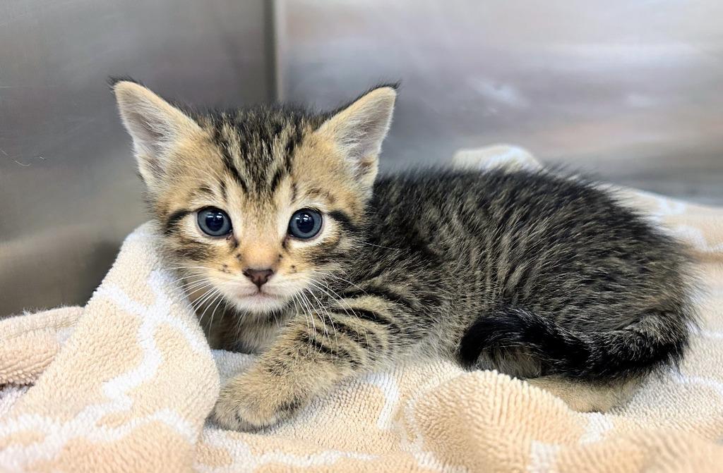 Wardwell, Adoptable, Kitten Male Domestic Short Hair.