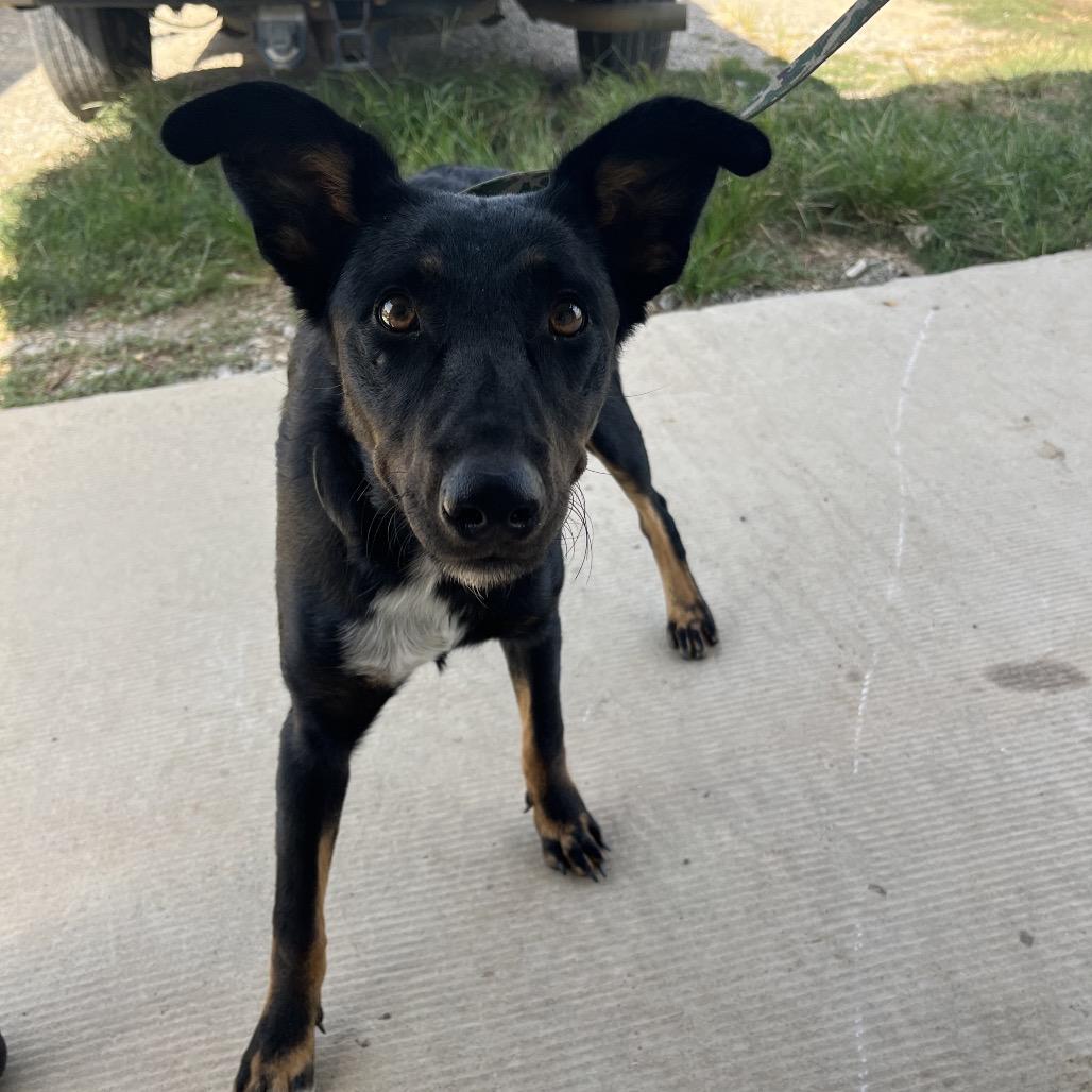 Enlarge Lee, a Adoptable mixed breed in Durant, OK image 1/1
