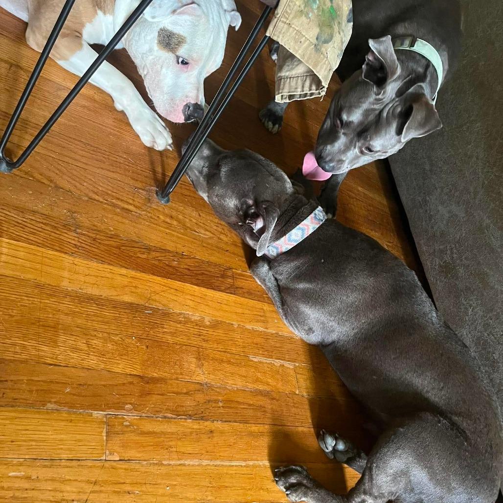 Baby Girl, Adoptable, Adult Female American Staffordshire Terrier.