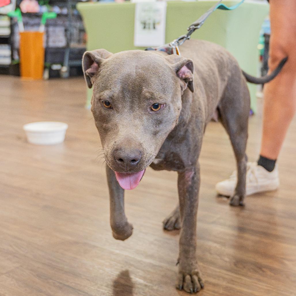 Enlarge Baby Girl, a Adoptable American Staffordshire Terrier in Memphis, TN image 3/6