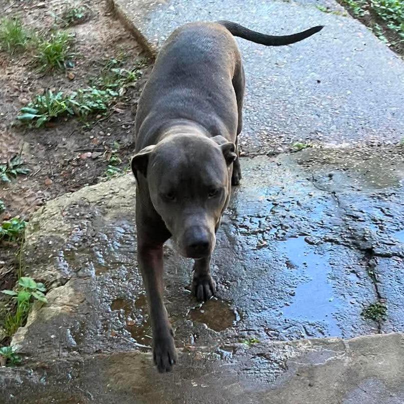 Enlarge Baby Girl, a Adoptable American Staffordshire Terrier in Memphis, TN image 4/6