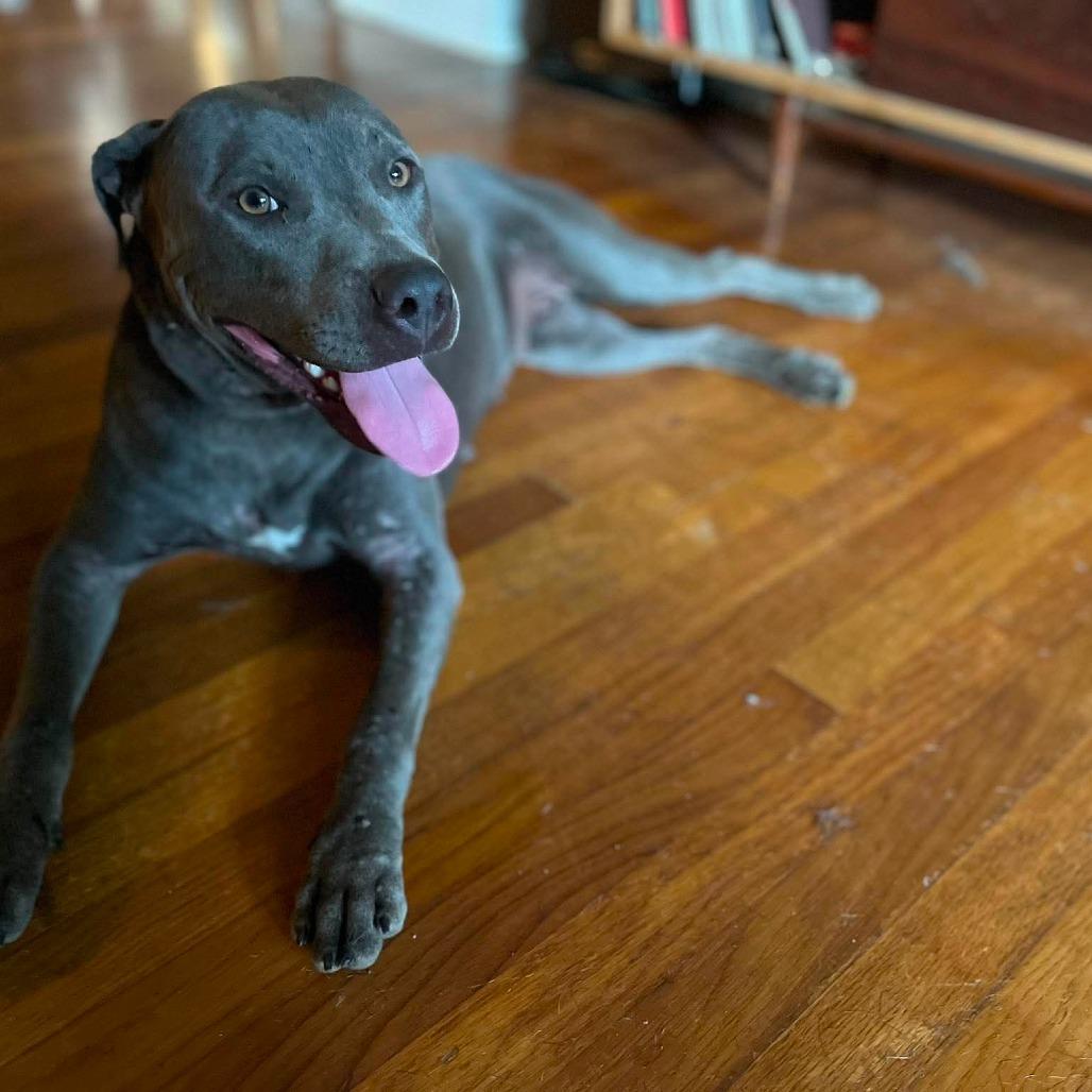 Enlarge Baby Girl, a Adoptable American Staffordshire Terrier in Memphis, TN image 5/6