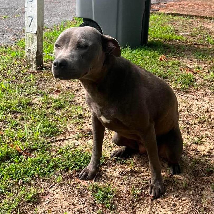 Enlarge Baby Girl, a Adoptable American Staffordshire Terrier in Memphis, TN image 6/6