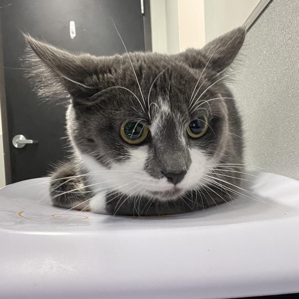 Lynx, Adoptable, Adult Female Domestic Short Hair & Domestic Short Hair.