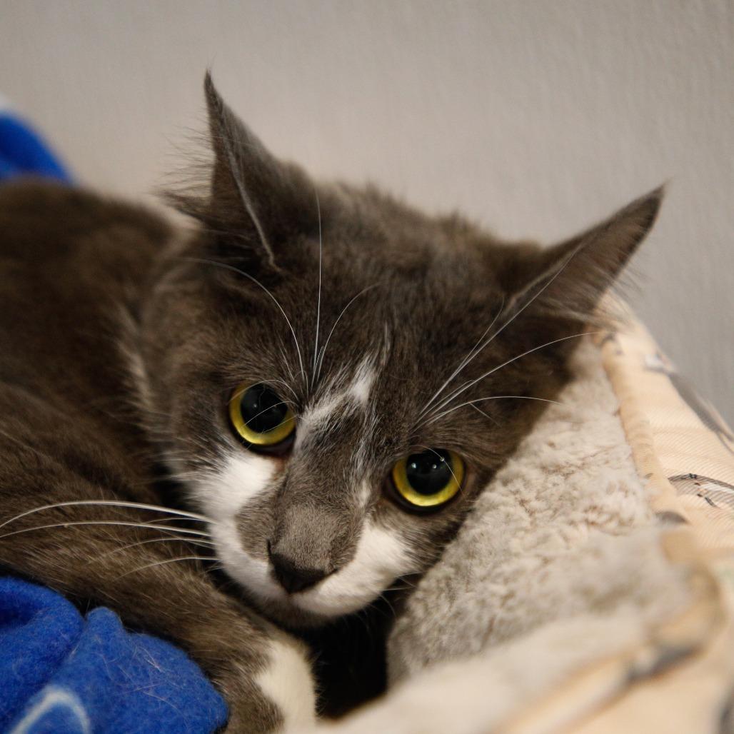 Enlarge Lynx, a Adoptable mixed breed in Tampa, FL image 2/3