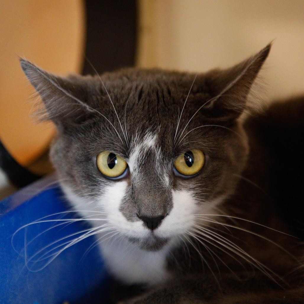 Enlarge Lynx, a Adoptable mixed breed in Tampa, FL image 3/3