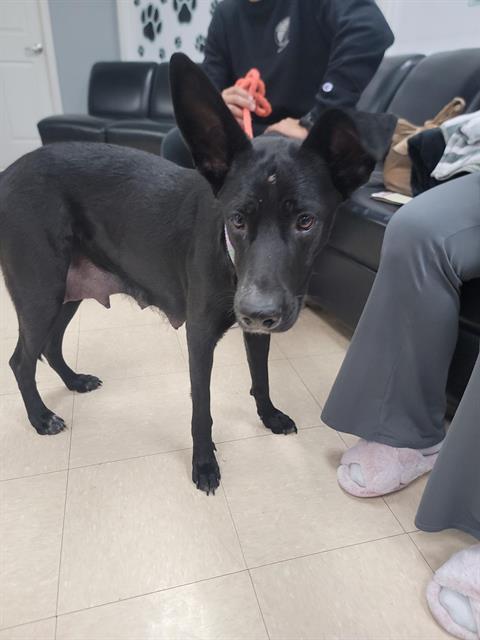 MANDY, Adoptable, Adult Female Australian Cattle Dog / Blue Heeler & Mixed Breed.