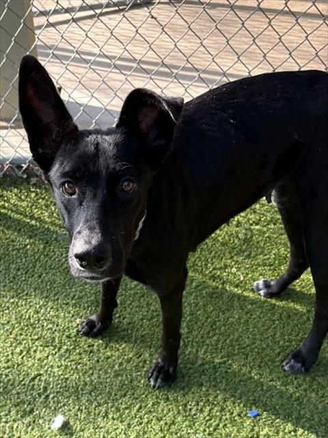 Enlarge MANDY, a Adoptable mixed breed in Killeen, TX image 1/1