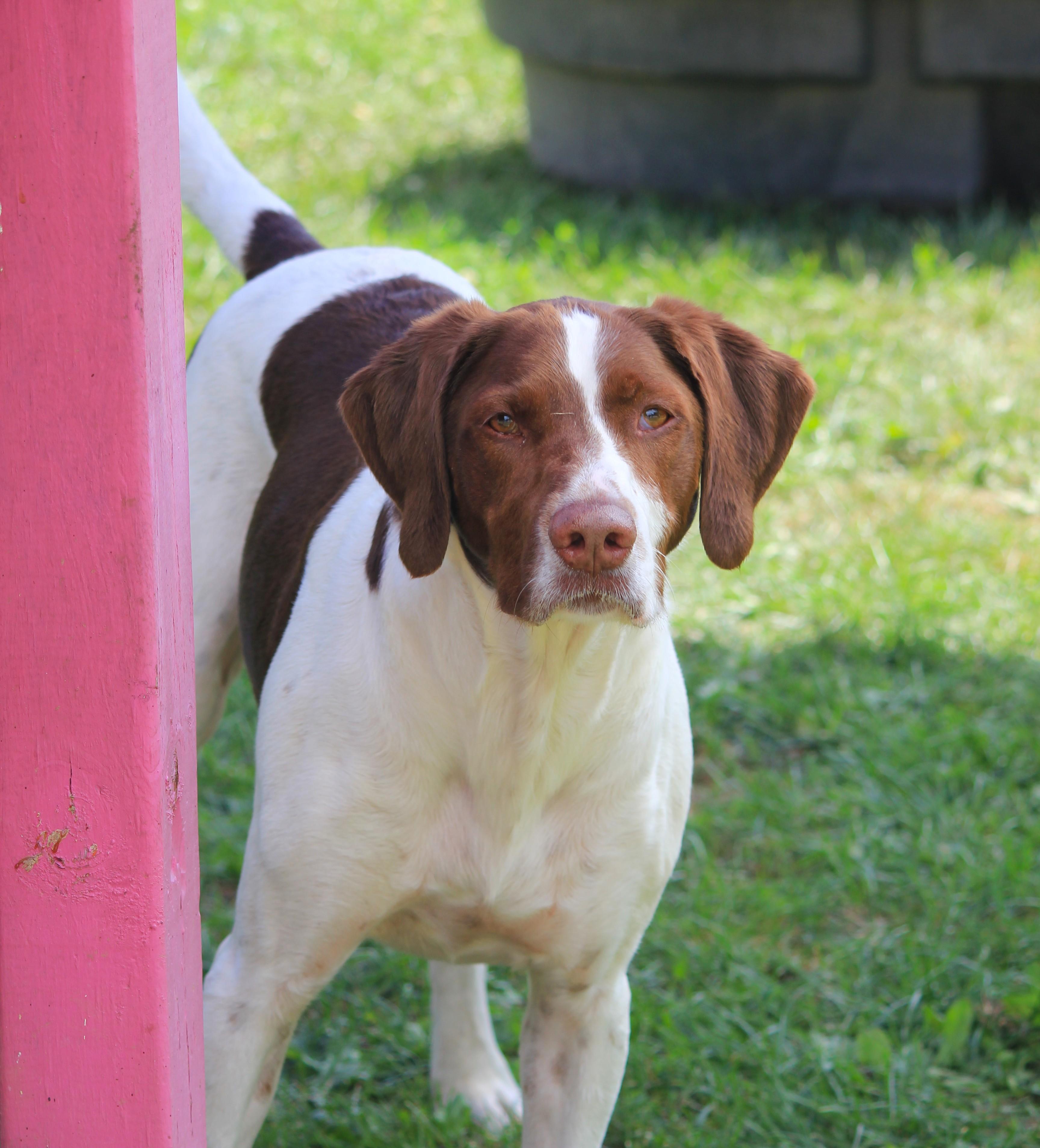 Enlarge Ruger, a ADOPTABLE mixed breed in Hayward, WI image 2/4