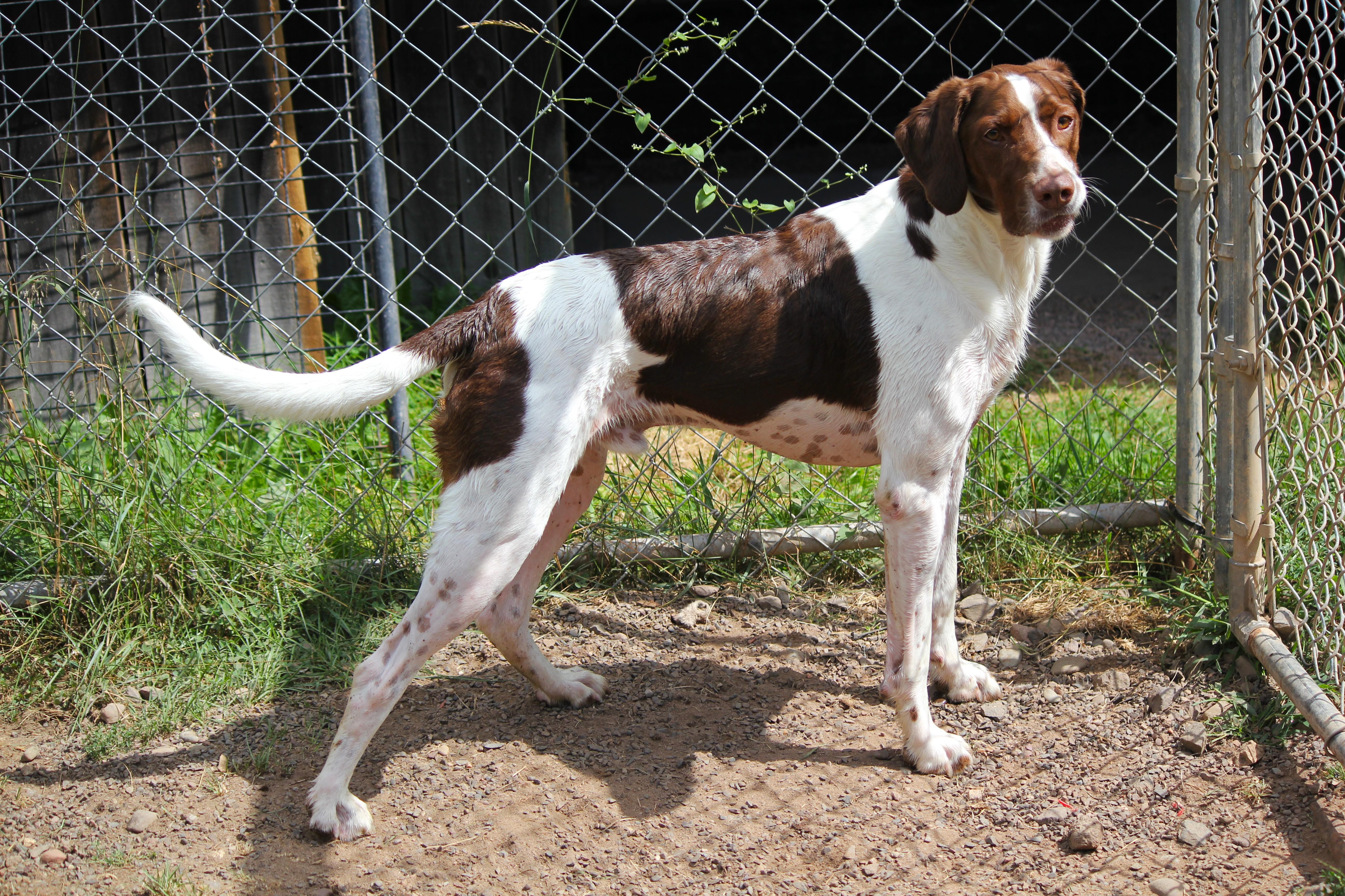 Enlarge Ruger, a ADOPTABLE mixed breed in Hayward, WI image 4/4