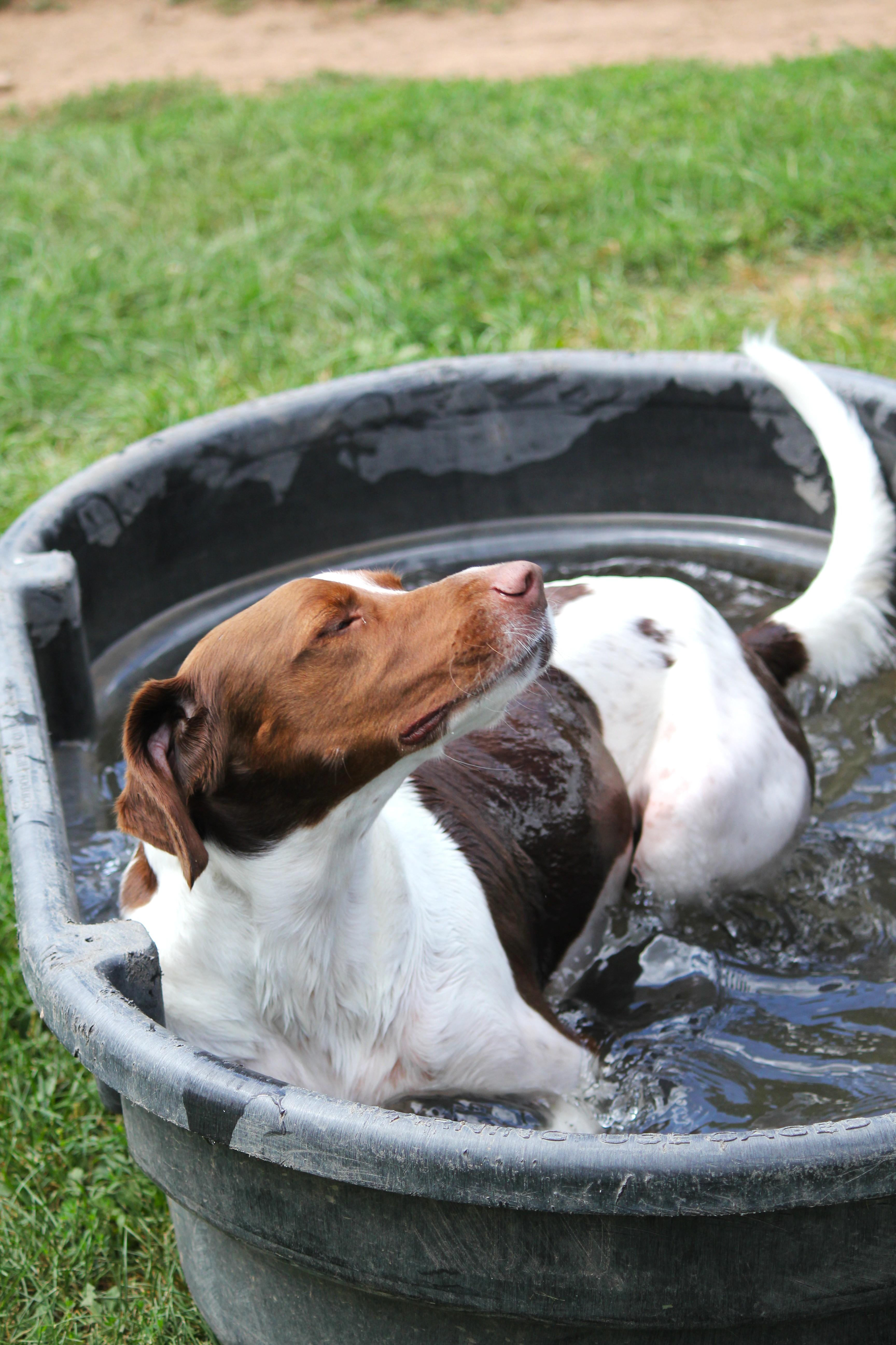 Enlarge Ruger, a ADOPTABLE mixed breed in Hayward, WI image 3/4