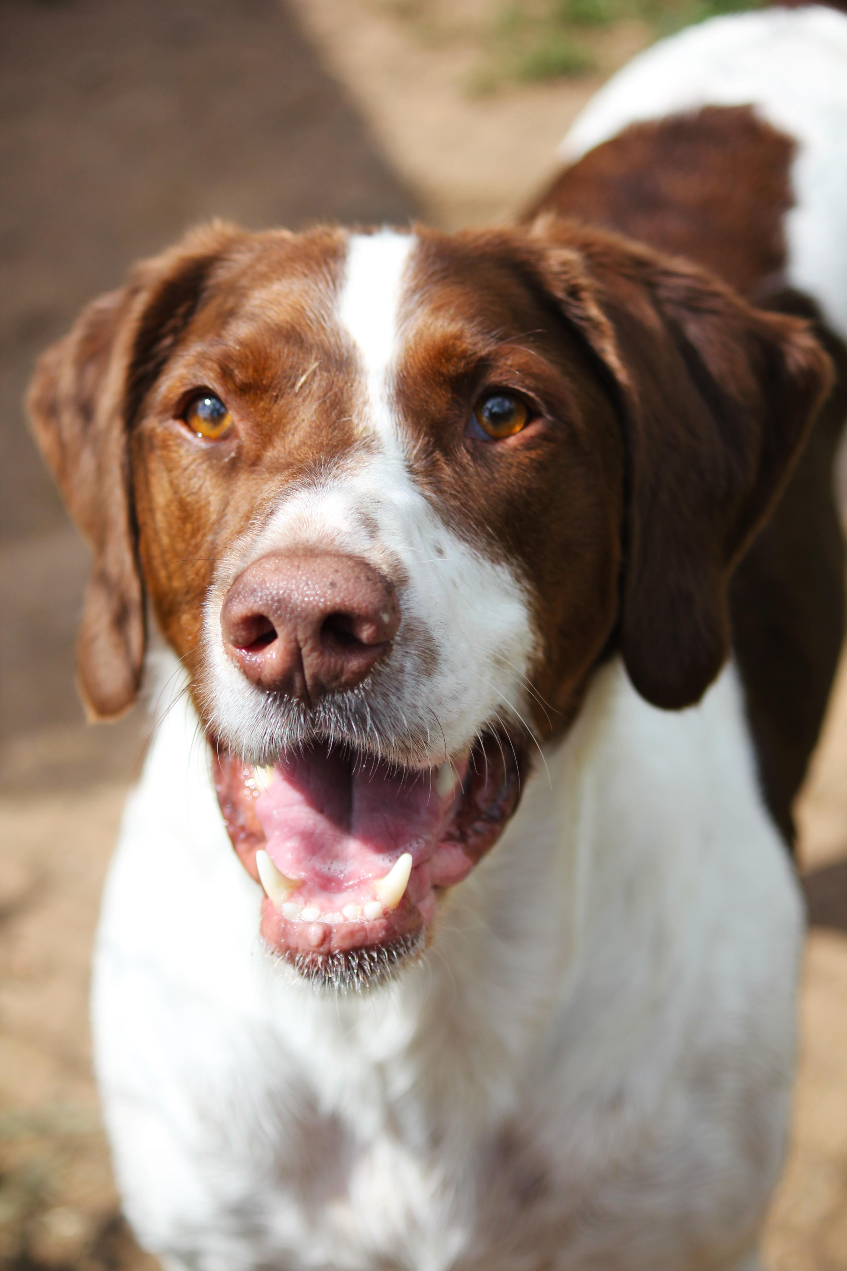 Ruger, ADOPTABLE, Adult Male Pointer & Brittany Spaniel.