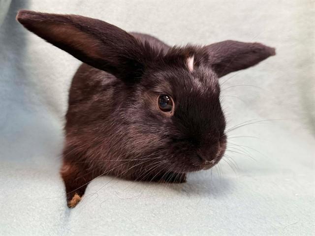 Stu, Adoptable, Young Male Bunny Rabbit.