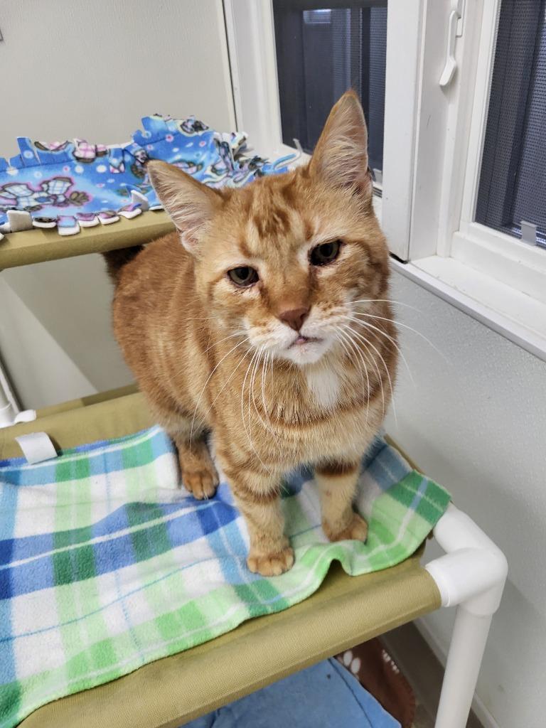 Woody, Adoptable, Adult Male Domestic Short Hair.