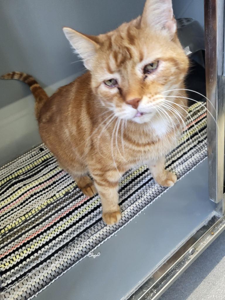 Enlarge Woody, a Adoptable mixed breed in Medford, WI image 1/1