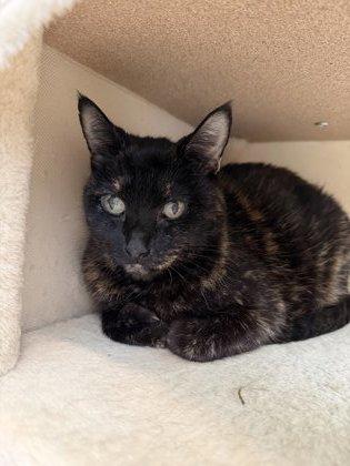 Minette, a Adoptable mixed breed in Daphne, AL image 1/3