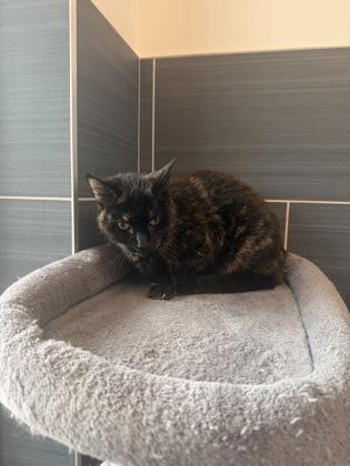 Minette, a Adoptable mixed breed in Daphne, AL image 2/3