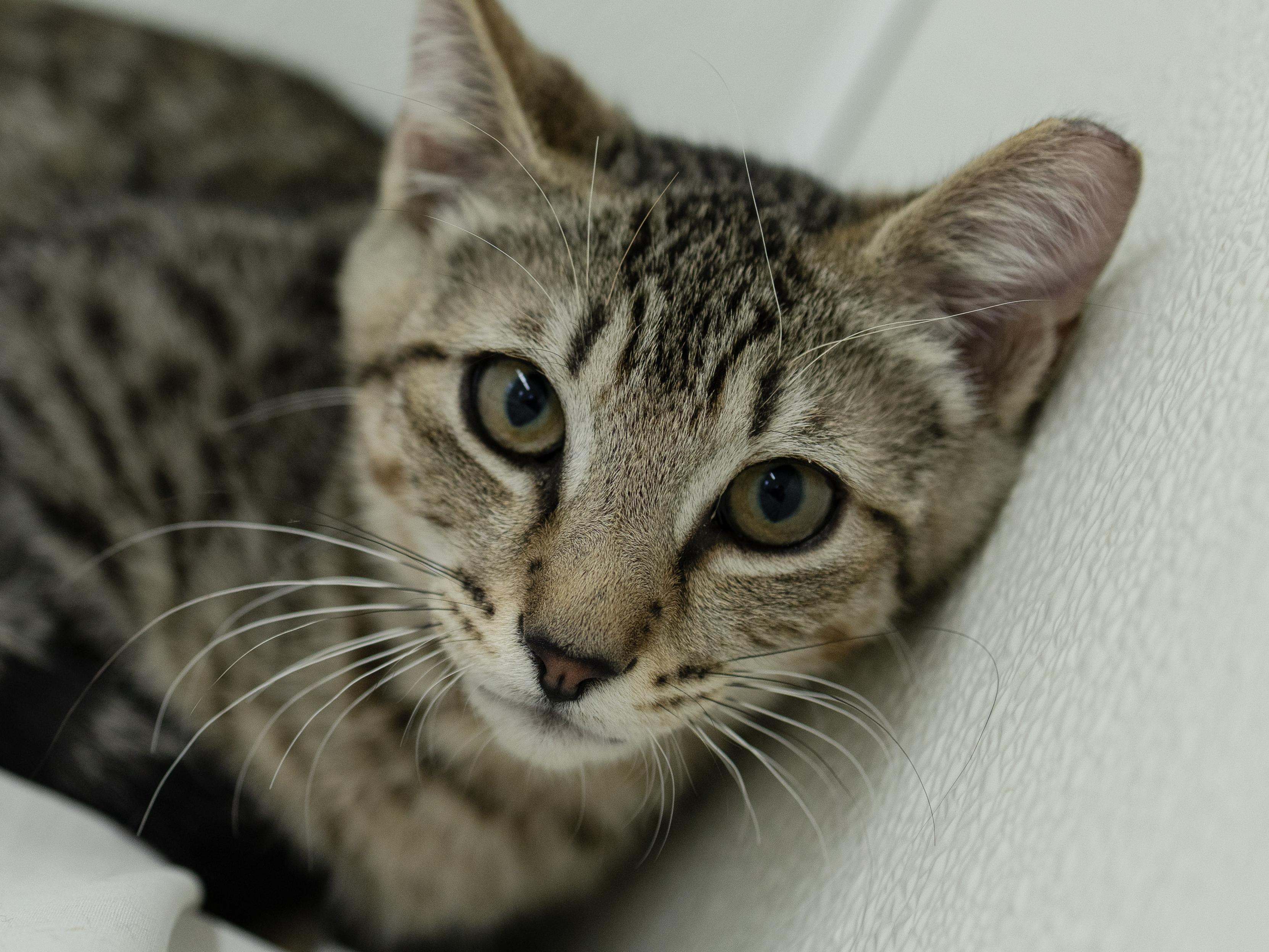 Enlarge Hotdog, a ADOPTABLE mixed breed in Republic, WA image 1/6