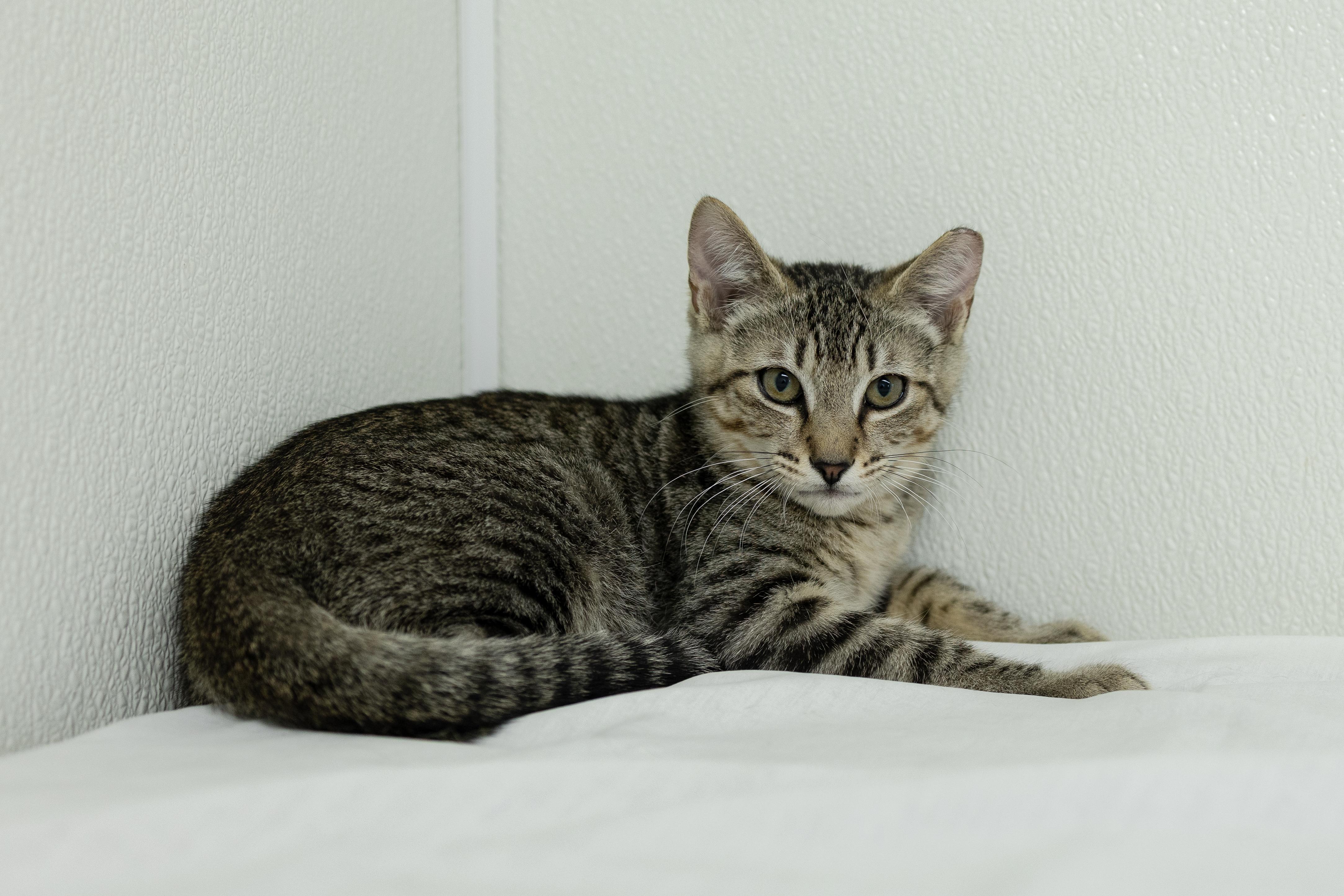 Enlarge Hotdog, a ADOPTABLE mixed breed in Republic, WA image 2/6