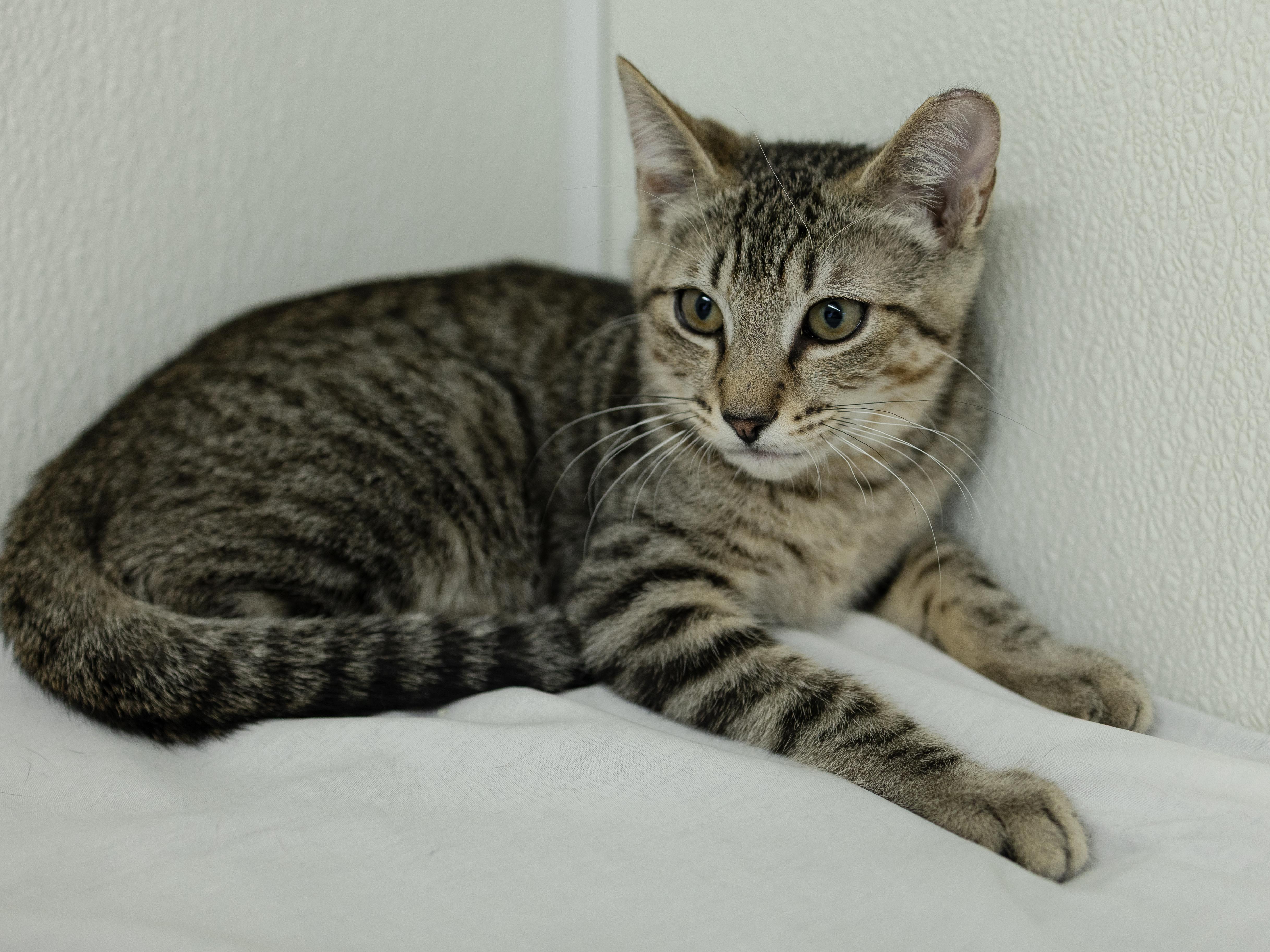 Enlarge Hotdog, a ADOPTABLE mixed breed in Republic, WA image 5/6