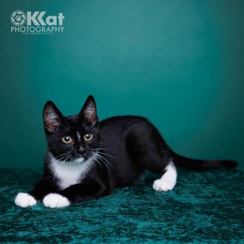 Enlarge Jasper, a Adoptable Domestic Short Hair in Edmond, OK image 1/5