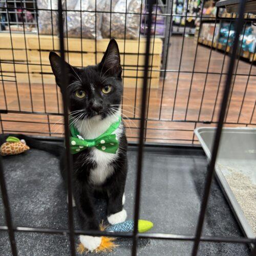 Enlarge Jasper, a Adoptable Domestic Short Hair in Edmond, OK image 2/5