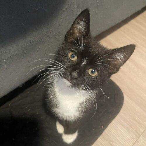 Enlarge Jasper, a Adoptable Domestic Short Hair in Edmond, OK image 3/5