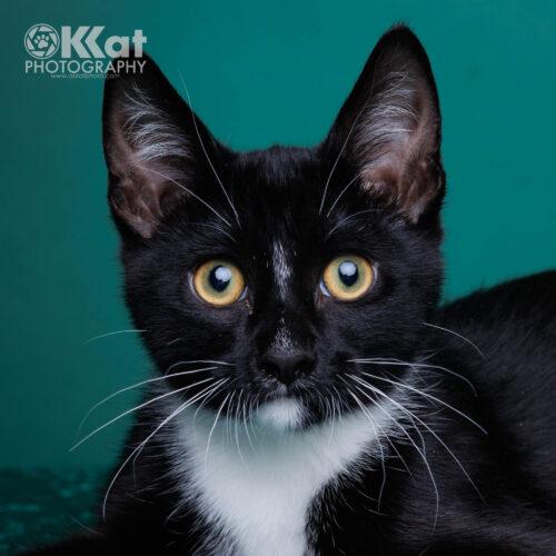 Enlarge Jasper, a Adoptable Domestic Short Hair in Edmond, OK image 4/5