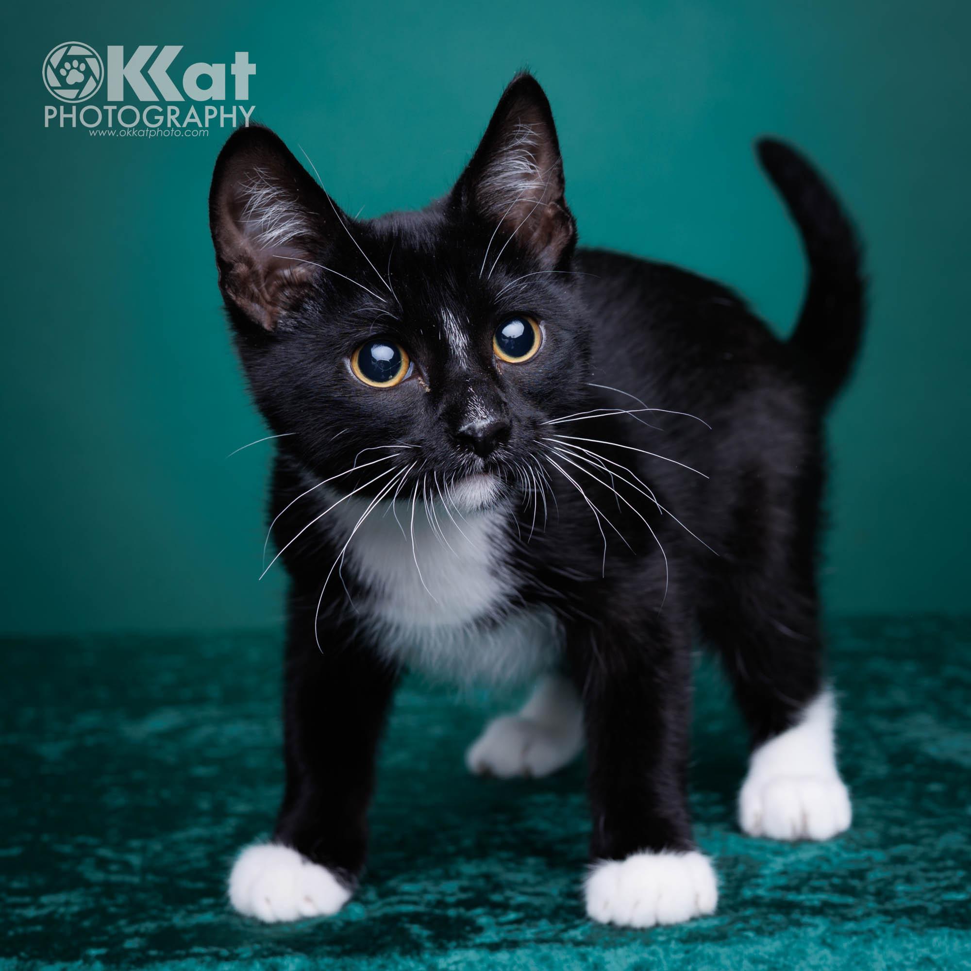 Enlarge Jasper, a Adoptable Domestic Short Hair in Edmond, OK image 5/5