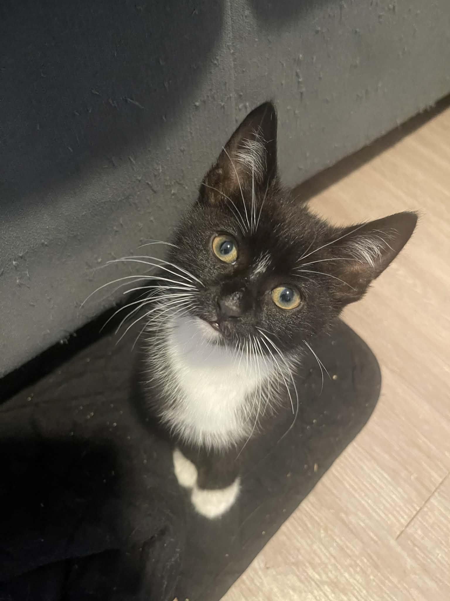 Jasper, Adoptable, Kitten Male Domestic Short Hair.