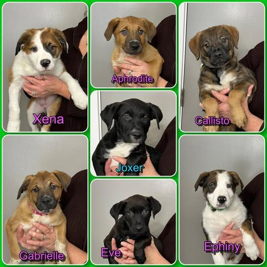 Xena Warrior Princess Litter - puppies, ADOPTABLE, Puppy Female Norwegian Elkhound.