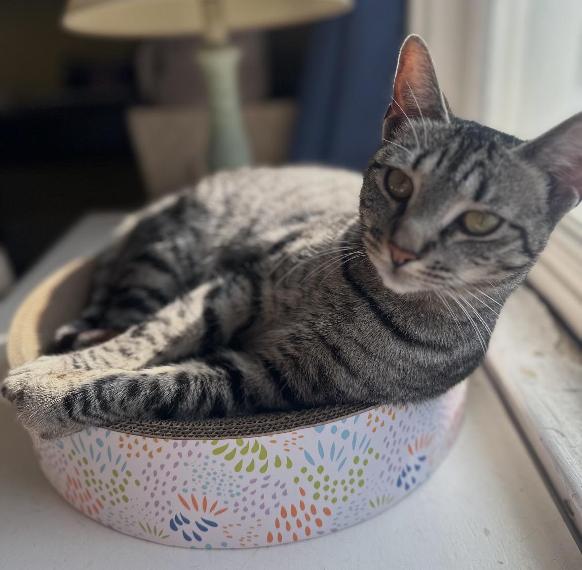 Cleopatra AKA Cleo ( affectionate & lovable), ADOPTABLE, Adult Female Domestic Short Hair.