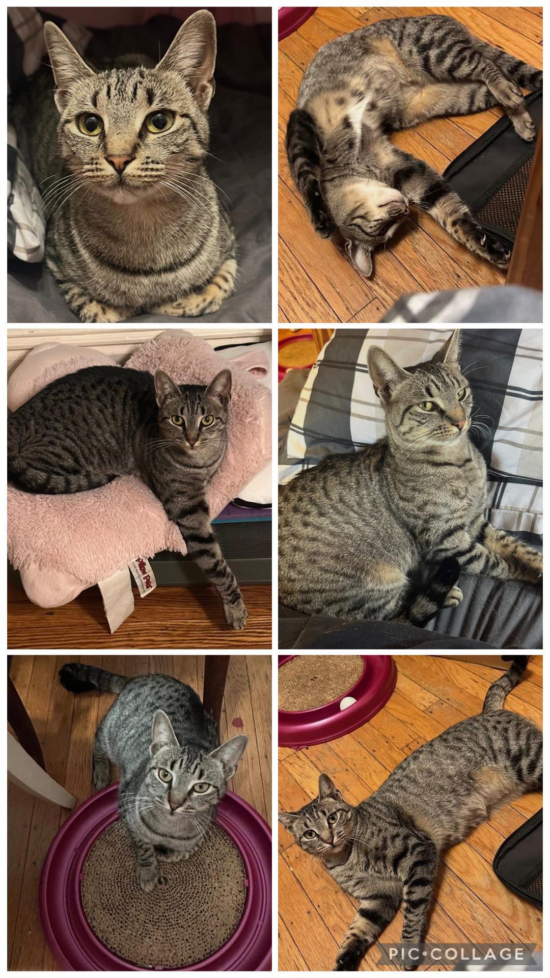 Enlarge Cleopatra AKA Cleo ( affectionate & lovable), a ADOPTABLE Domestic Short Hair in Staten Island, NY image 4/6