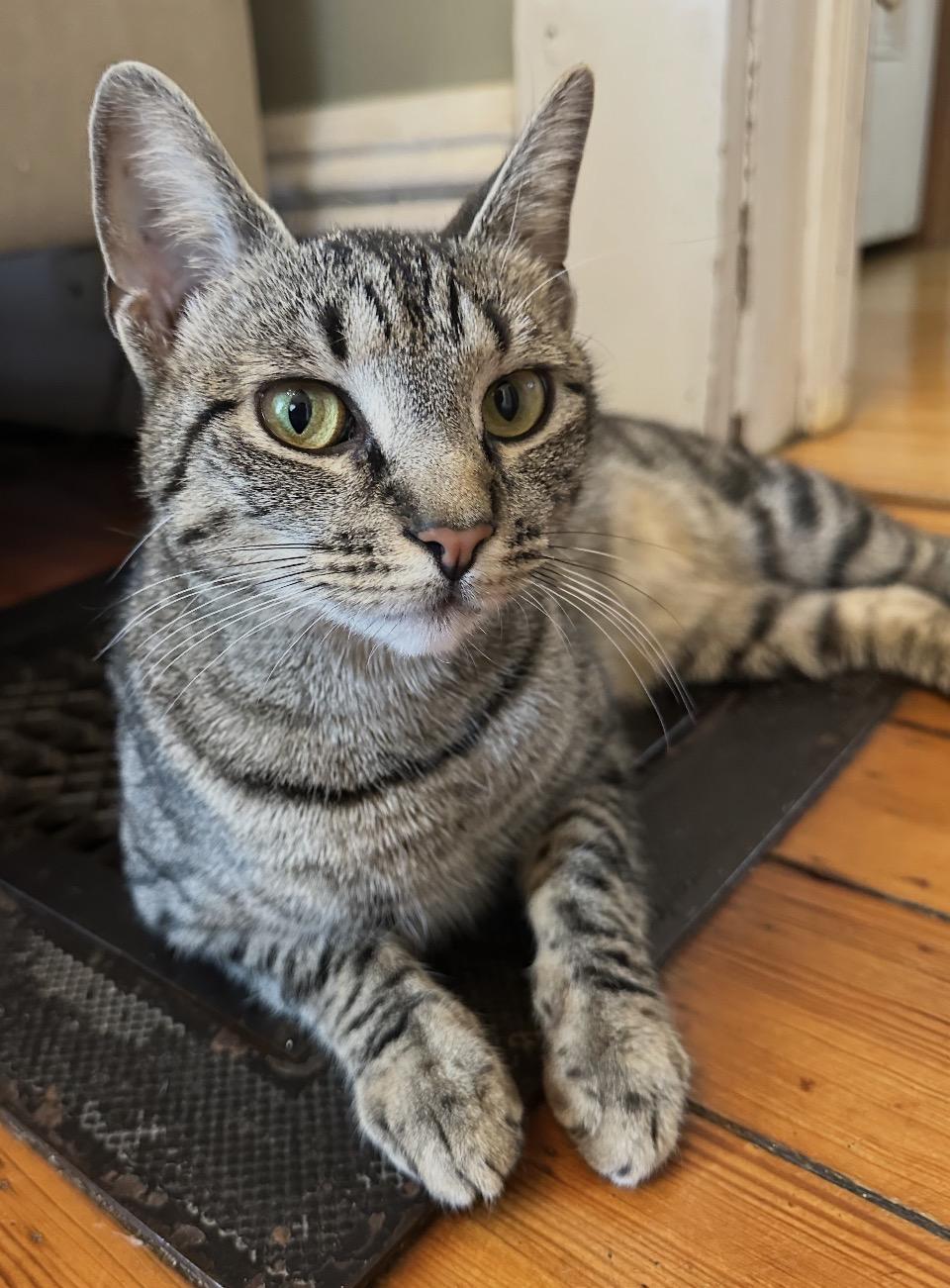 Enlarge Cleopatra AKA Cleo ( affectionate & lovable), a ADOPTABLE Domestic Short Hair in Staten Island, NY image 1/6