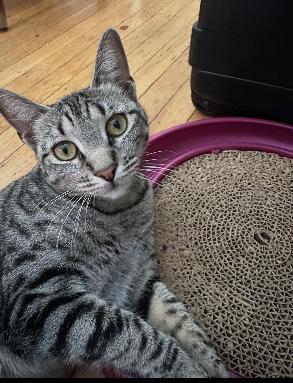 Enlarge Cleopatra AKA Cleo ( affectionate & lovable), a ADOPTABLE Domestic Short Hair in Staten Island, NY image 5/6